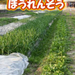 有機 オーガニック 自然農法 有機農業 ほうれんそう