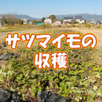 有機 オーガニック 自然農法 有機農業位 サツマイモの収穫