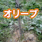 有機 オーガニック 自然農法 有機農業 オリーブアイキャッチ