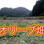 有機 オーガニック 自然農法 有機農業 オリーブ畑