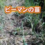 有機 オーガニック 自然農法 有機農業 ピーマンの苗