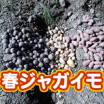 有機 オーガニック 自然農法 有機農業 春ジャガイモ