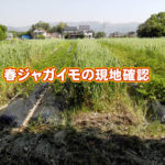 有機 オーガニック 自然農法 有機農業 春ジャガイモの現地確認