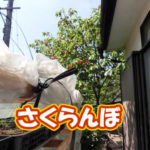 有機 オーガニック 自然農法 有機農業 さくらんぼ