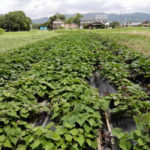 有機 オーガニック 自然農法 有機農業 さつまいも順調に育つ