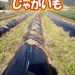有機 オーガニック 自然農法 有機農業 じゃがいも