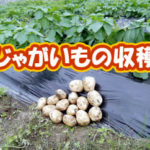 有機 オーガニック 自然農法 有機農業 じゃがいもの収穫