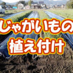 有機 オーガニック 自然農法 有機農業 じゃがいもの植え付け