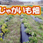 有機 オーガニック 自然農法 有機農業 じゃがいも畑