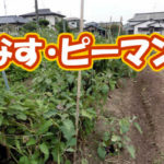 有機 オーガニック 自然農法 有機農業 なすとピーマン