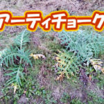 有機 オーガニック 自然農法 有機農業 アーティチョーク