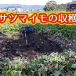 有機 オーガニック 自然農法 有機農業 サツマイモの収穫