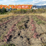 有機 オーガニック 自然農法 有機農業 サツマイモの収穫終了