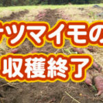 有機 オーガニック 自然農法 有機農業 サツマイモの収穫終了