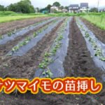 有機 オーガニック 自然農法 有機農業 サツマイモの苗挿し