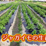 有機 オーガニック 自然農法 有機農業 ジャガイモの生育