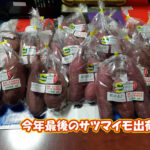 有機 オーガニック 自然農法 有機農業 今年最後のサツマイモ出荷