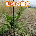 有機 オーガニック 自然農法 有機農業 動物の被害