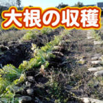 有機 オーガニック 自然農法 有機農業 大根の収穫
