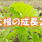 有機 オーガニック 自然農法 有機農業 大根の成長2