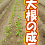 有機 オーガニック 自然農法 有機農業 大根の成長