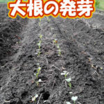 有機 オーガニック 自然農法 有機農業 大根の発芽