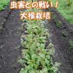 有機 オーガニック 自然農法 有機農業 大根の発芽
