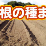 有機 オーガニック 自然農法 有機農業 大根の種まき