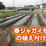 有機 オーガニック 自然農法 有機農業位 春ジャガイモの植え付け