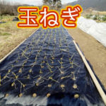 有機 オーガニック 自然農法 有機農業 玉ねぎ育てよ