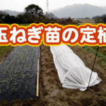 有機 オーガニック 自然農法 有機農業 玉ねぎ苗の定植