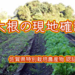 有機 オーガニック 自然農法 有機農業 大根の現地確認