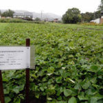 有機 オーガニック 自然農法 有機農業 現地確認