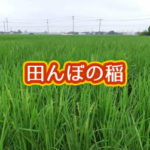 有機 オーガニック 自然農法 有機農業 田んぼの稲