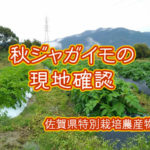 有機 オーガニック 自然農法 有機農業 秋ジャガイモの現地確認