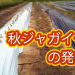 有機 オーガニック 自然農法 有機農業 秋ジャガイモの発芽