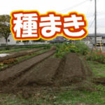 有機 オーガニック 自然農法 有機農業 種まき