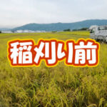 有機 オーガニック 自然農法 有機農業 稲刈り前