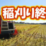 有機 オーガニック 自然農法 有機農業 稲刈り終了