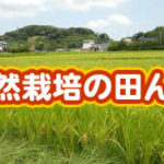 有機 オーガニック 自然農法 有機農業 自然栽培の田んぼ
