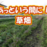 有機 オーガニック 自然農法 有機農業 草畑