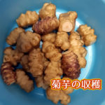有機 オーガニック 自然農法 有機農業 菊芋の収穫