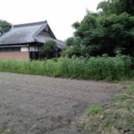 有機 オーガニック 自然農法 有機農業 菊芋の栽培
