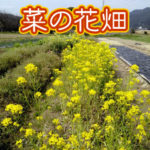 有機 オーガニック 自然農法 有機農業 菜の花畑