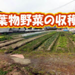 有機 オーガニック 自然農法 有機農業 葉物野菜の収穫