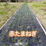 有機 オーガニック 自然農法 有機農業 赤たまねぎ