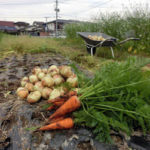 有機 オーガニック 自然農法 有機農業 超極早生玉ねぎ