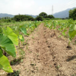 有機 オーガニック 自然農法 有機農業 里芋の畑