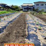 有機 オーガニック 自然農法 有機農業 野菜苗の定植