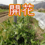 有機 オーガニック 自然農法 有機農業 開花